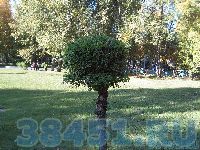 Без слов